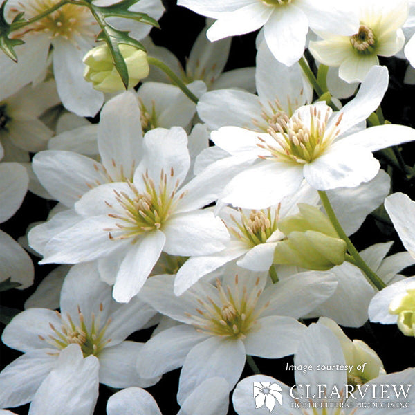 Clematis cartmanii Joe 1gal Evergreen