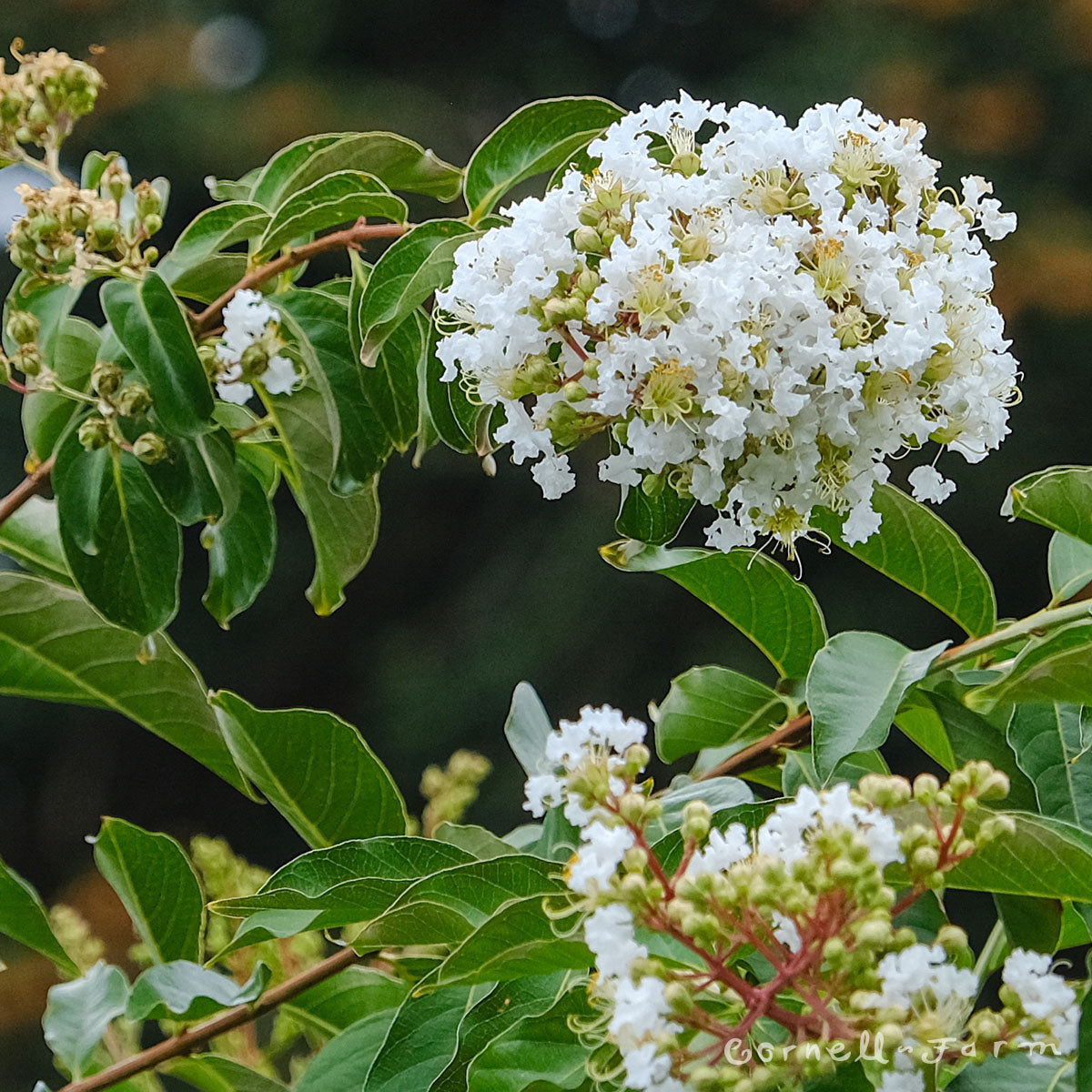 Lagerstroemia Natchez 15gal Crape Myrtle Tree Form White