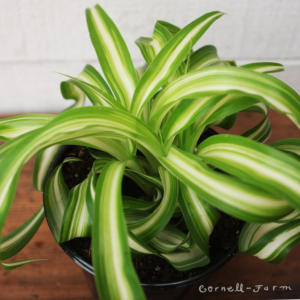 chlorophytum charlotte Chlorophytum comosum 4in Curly Spider Plant