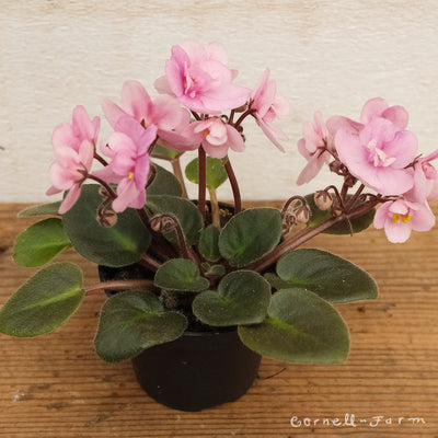 Streptocarpus 2in African Violet Assorted