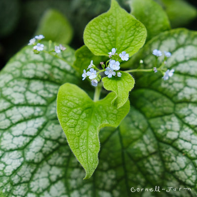 Brunnera Alexander's Great 2gal