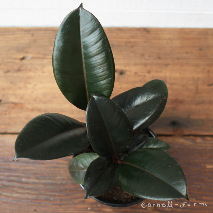 rubber tree decora Ficus elastica 6in Burgundy Rubber Tree – Cornell Farm