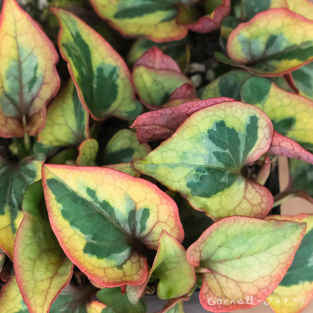 Houttuynia cordata Chameleon 4.25in CF – Cornell Farm