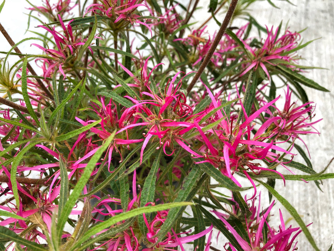 rhododendron obtusum pink spider Rhododendron stenopetalum 1gal Spider Azalea – Cornell Farm