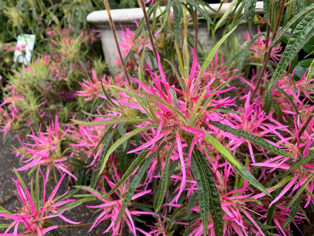 SpiderAzalea_1080x.jpg?v=