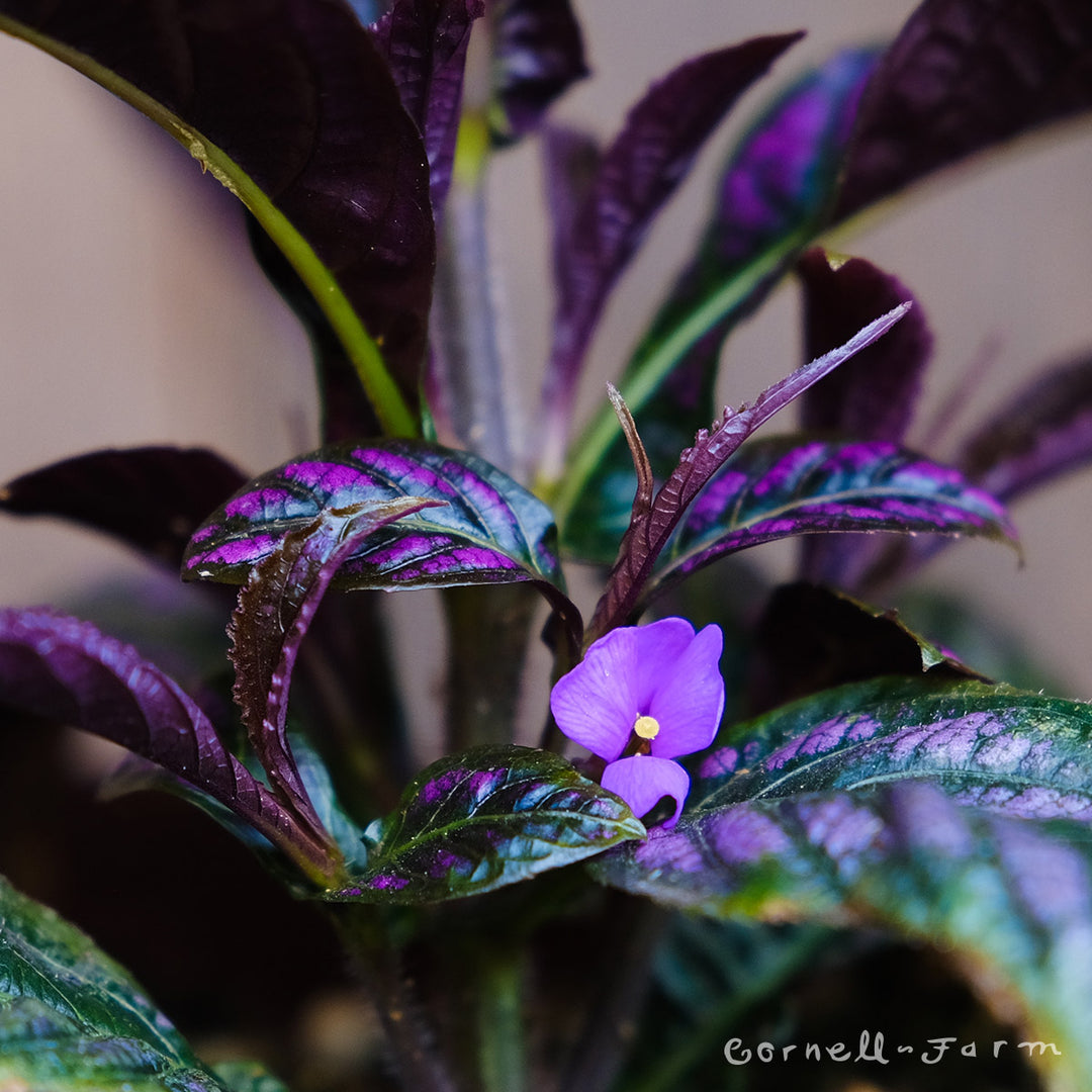 persian shield plant indoors Strobilanthes dyerianus 4in Persian Shield – Cornell Farm