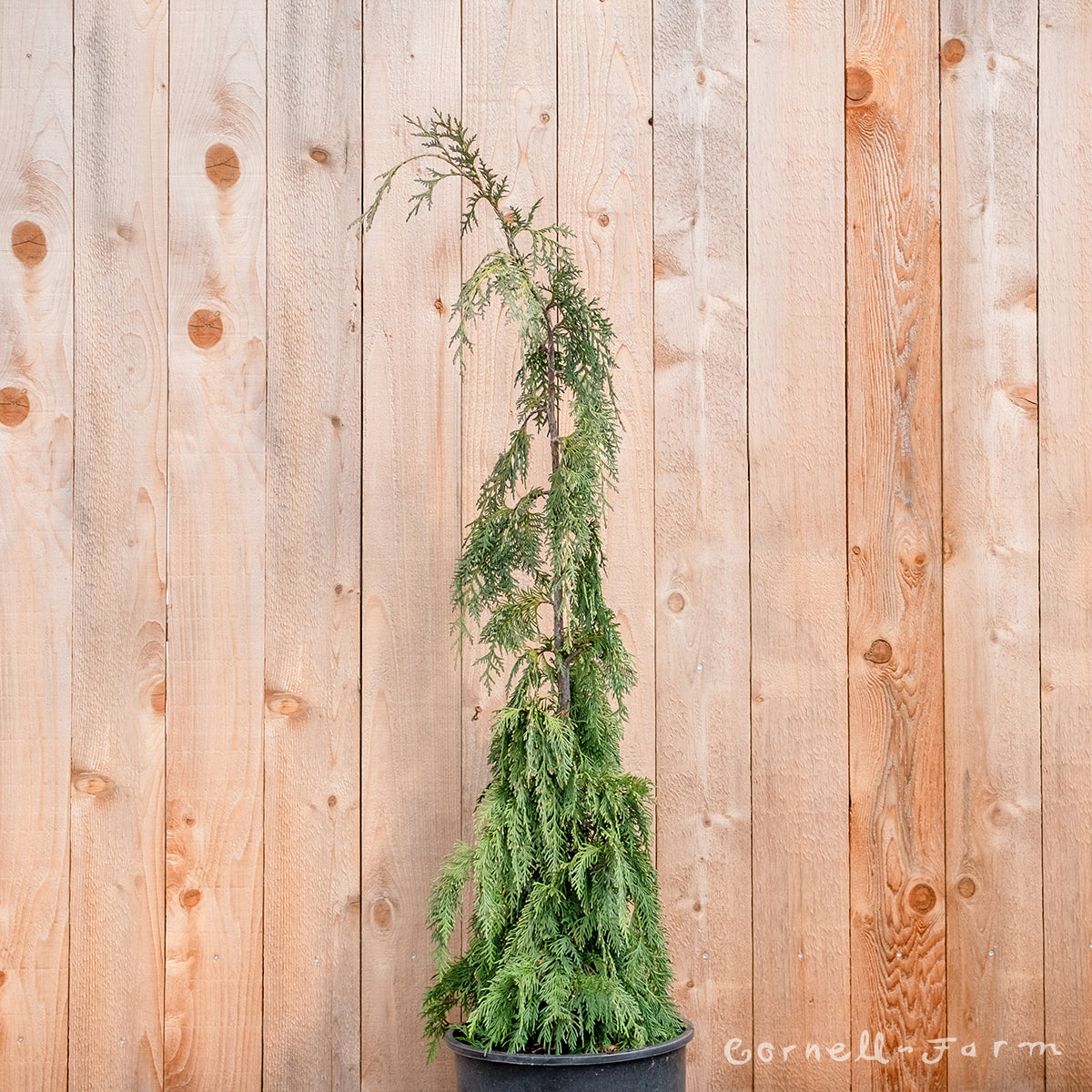 Chamaecyparis n. Green Arrow 6gal 3-4ft Weeping Alaskan Cedar