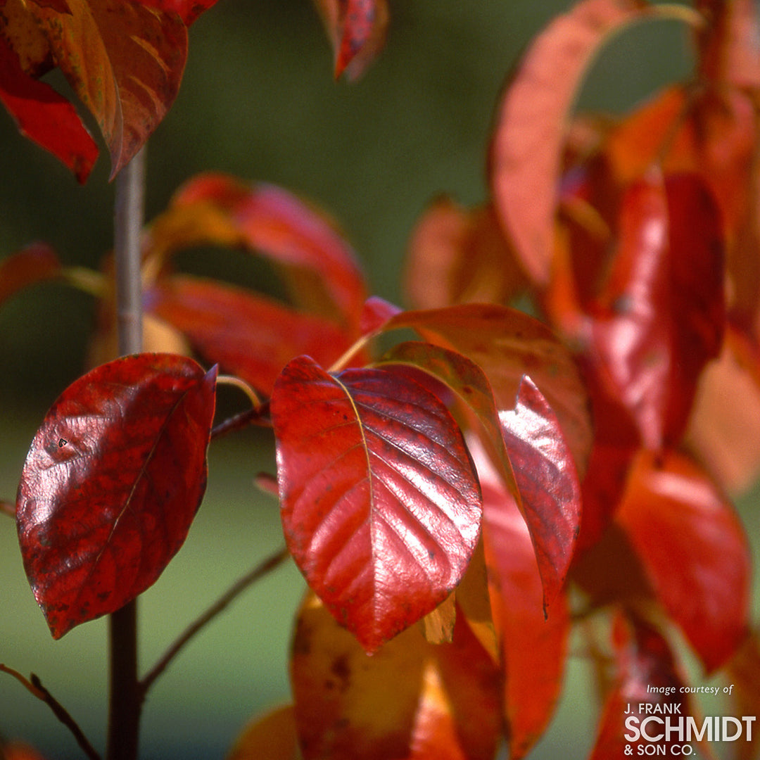 Nyssa sylvatica Haymanred Red Rage 25gal 1.5cal Tupelo – Cornell Farm