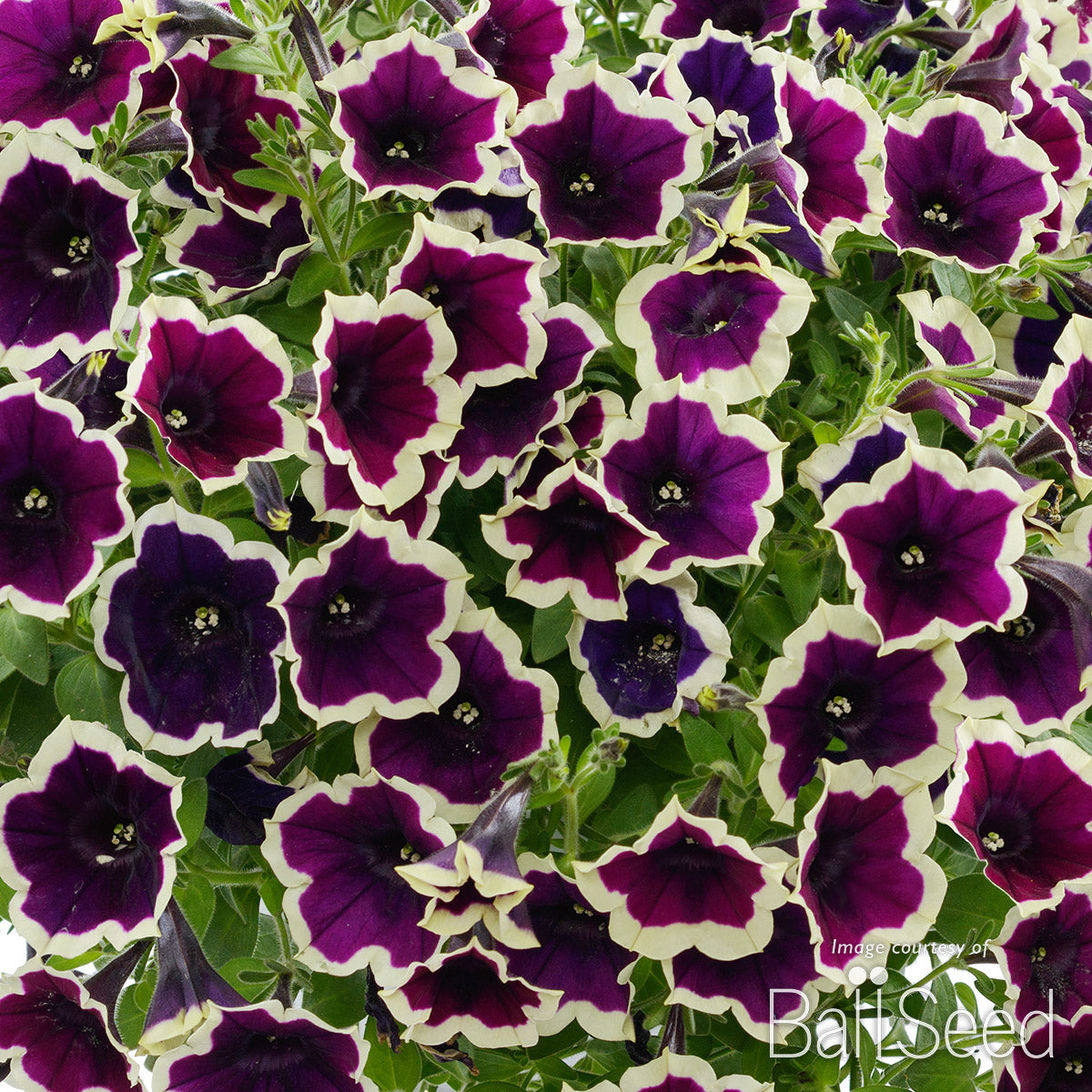 Petunia Rim Magenta Cascadia 4.25in CF