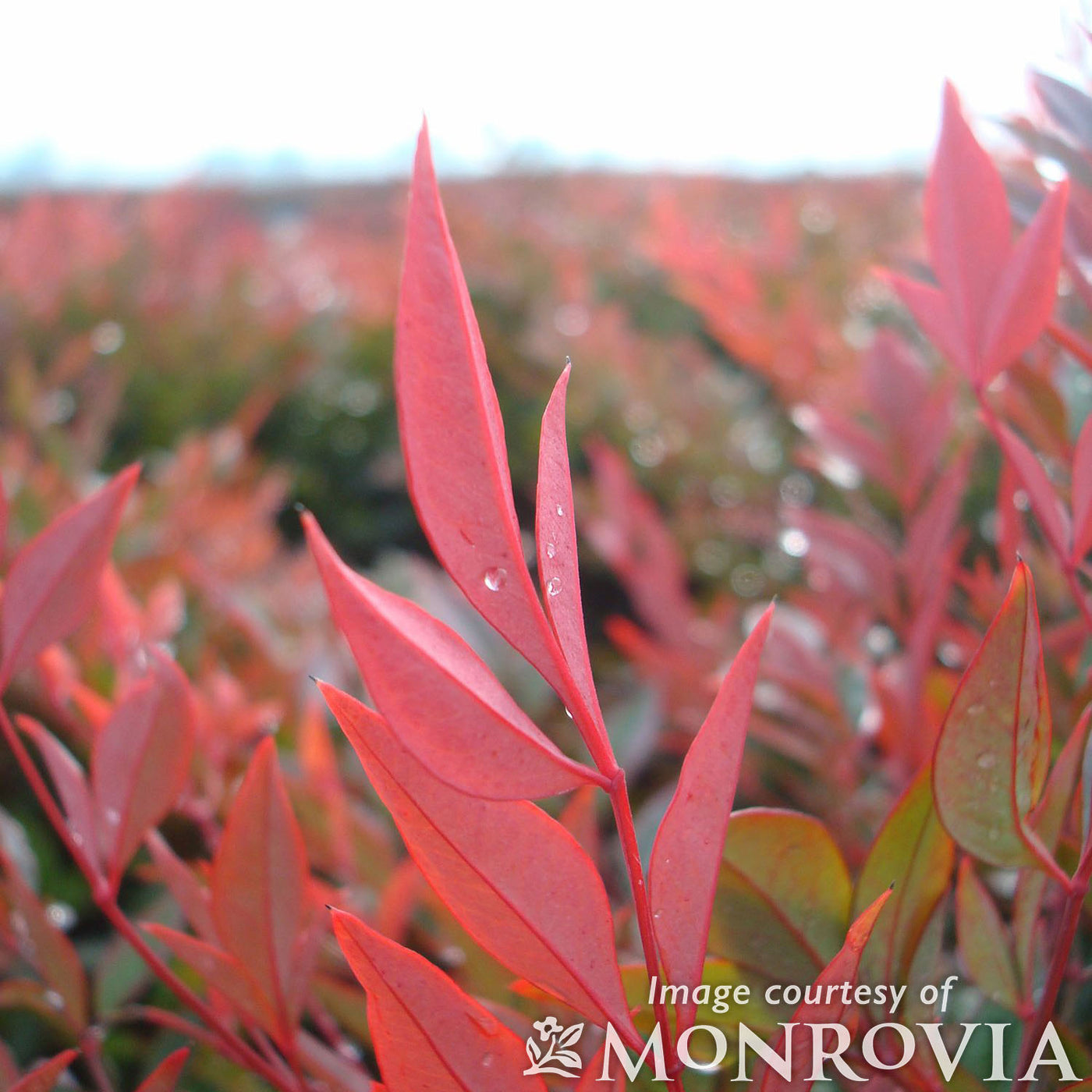 Nandina domestica Gulf Stream 5gal Heavenly Bamboo