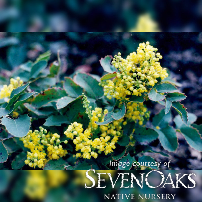Mahonia repens 1gal