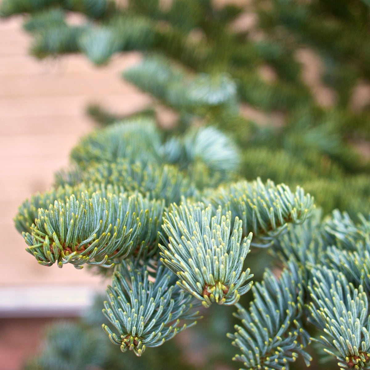 Silvertip Christmas Tree