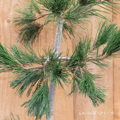 Pinus peuce Maxine 3gal Macedonian PIne