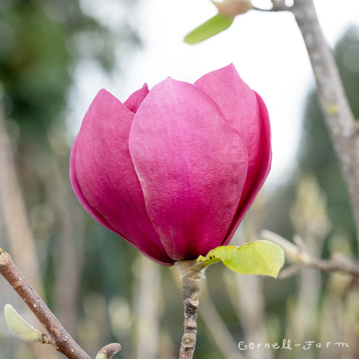 Magnolia Black Tulip 1.5in