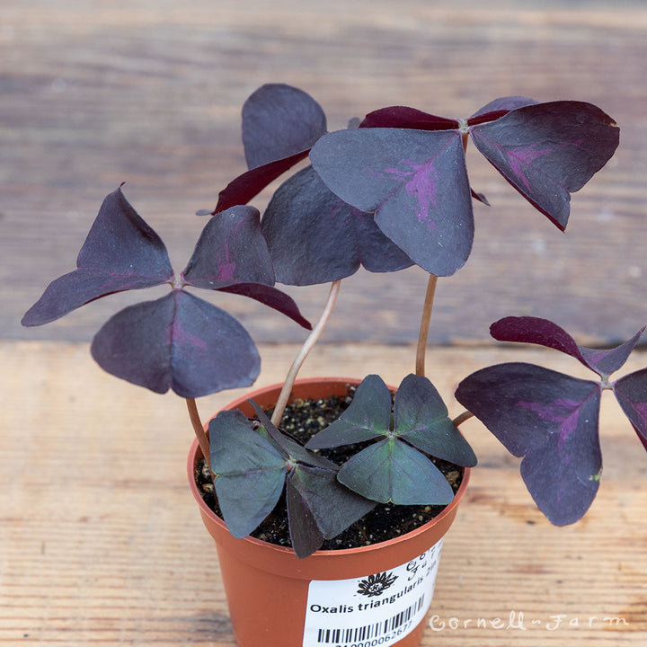 Oxalis triangularis 2in Purple – Cornell Farm
