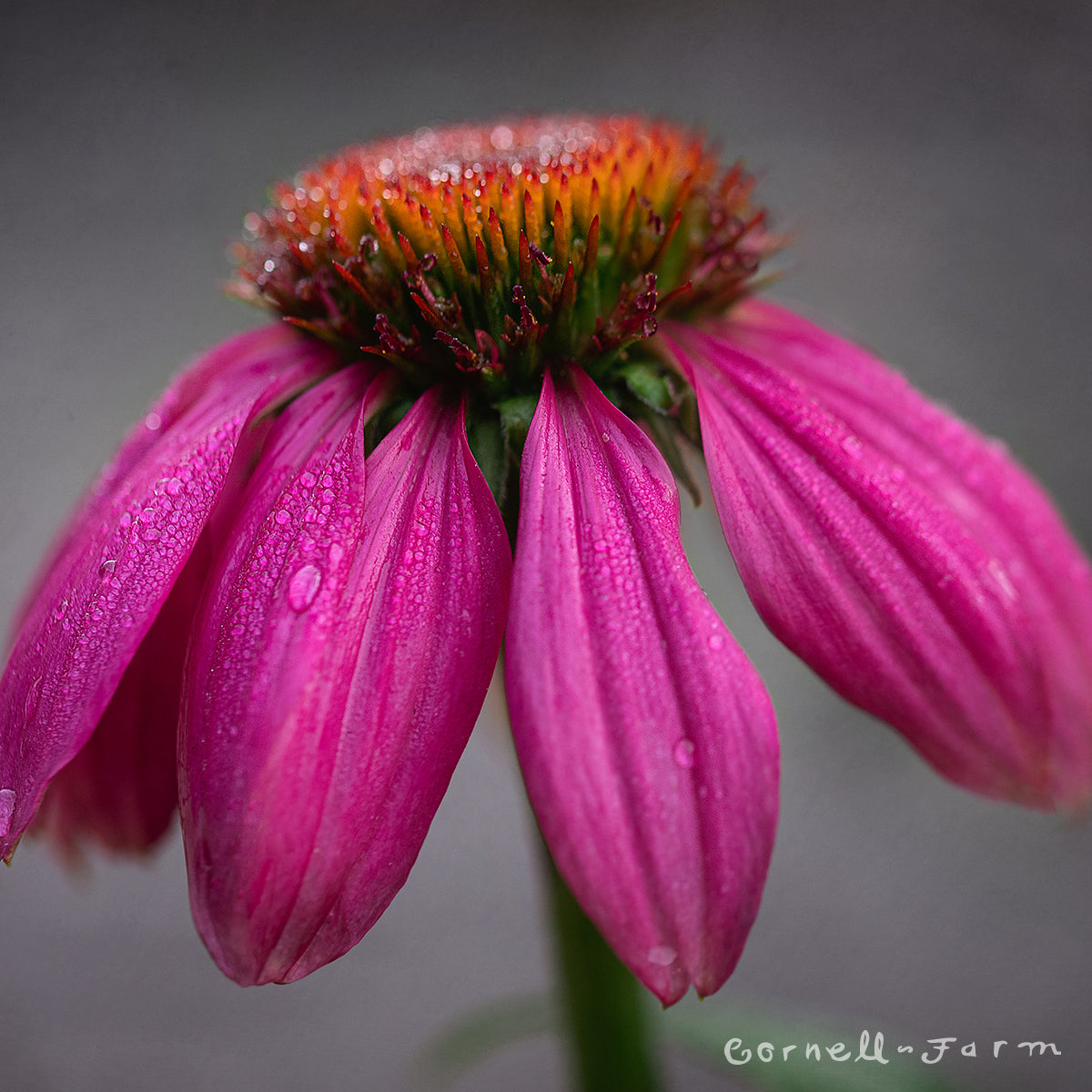 Echinacea PowWow Wild Berry Qrt. CF