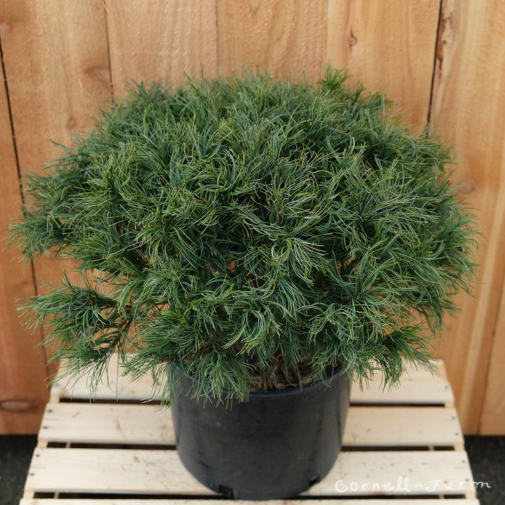 Pinus strobus Mini Twists 3gal Eastern White Pine – Cornell Farm