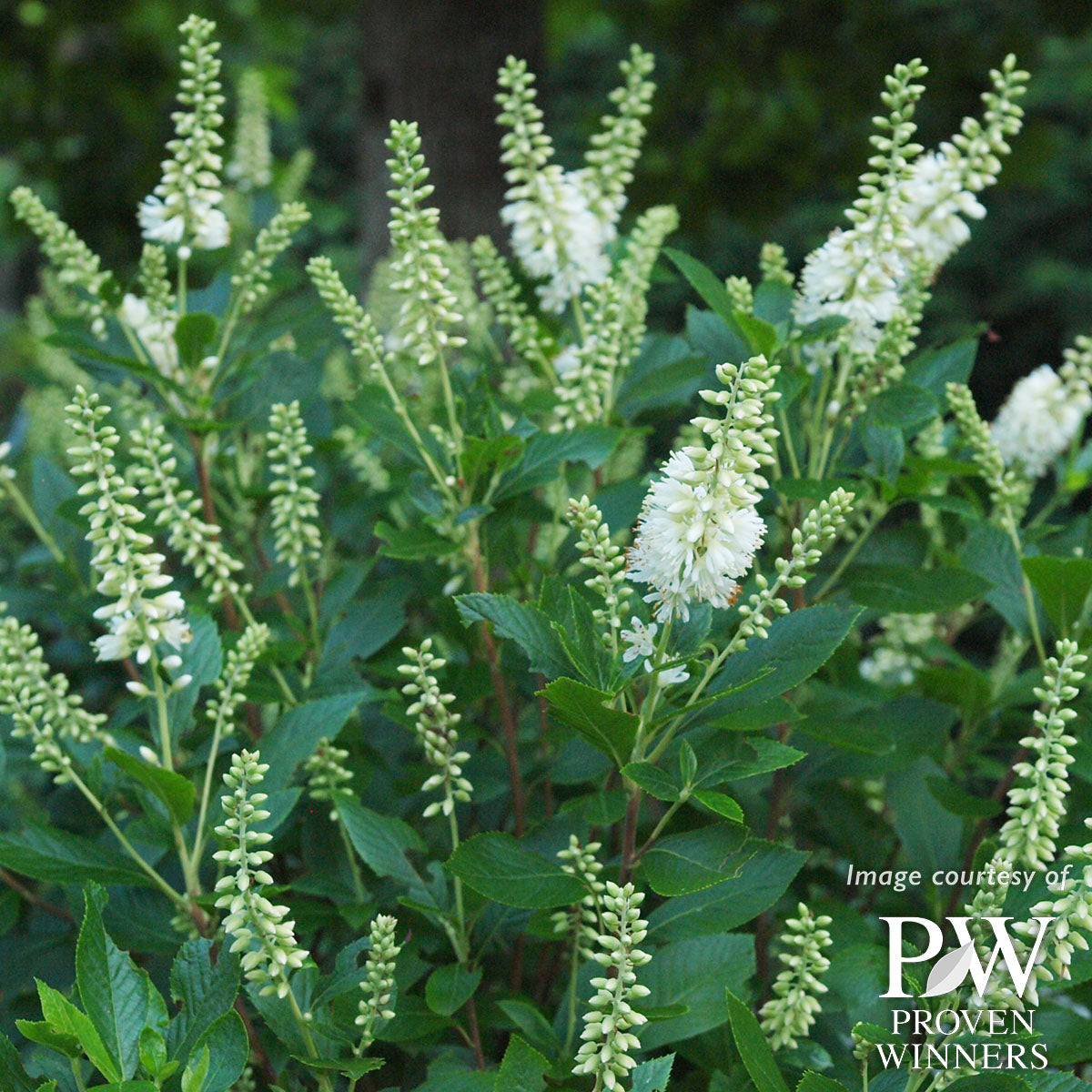 Clethra a. Sugartina 5gal Summersweet