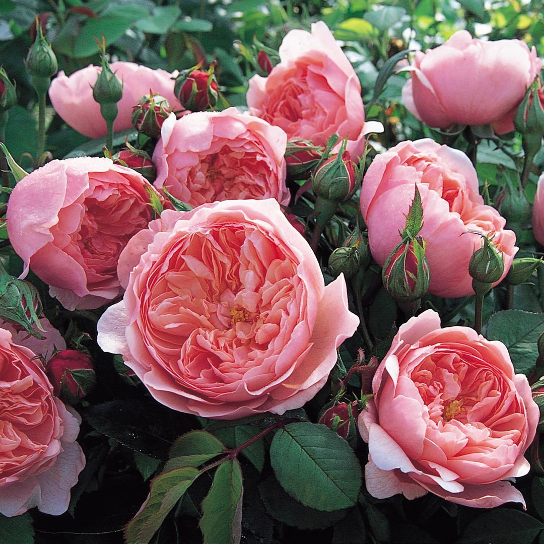 完売‼️ ALL ROSES LIVING PROOF Dash  David Austin ® Tranquillity Potted Rose Bush - Grace Rose Farm