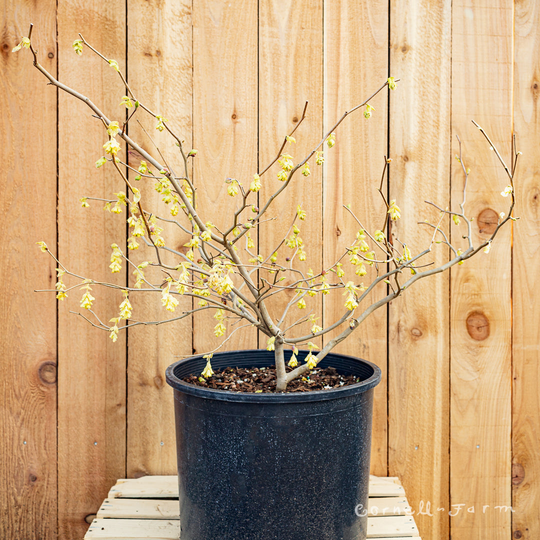 Corylopsis spicata Golden Spring Spike Winterhazel 7gal – Cornell Farm