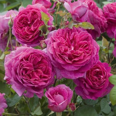 David Austin Roses – Cornell Farm