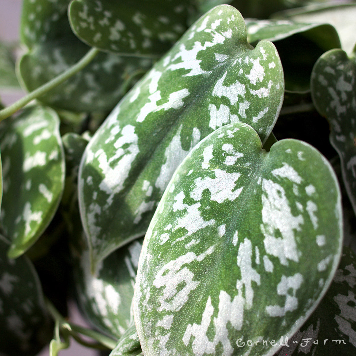 silver pothos varieties Scindapsus pictus 4in Satin Pothos – Cornell Farm