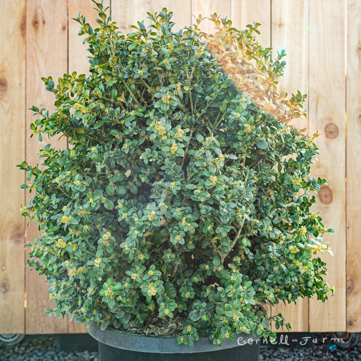 Buxus semp. Rotundifolia 30-36in Boxwood