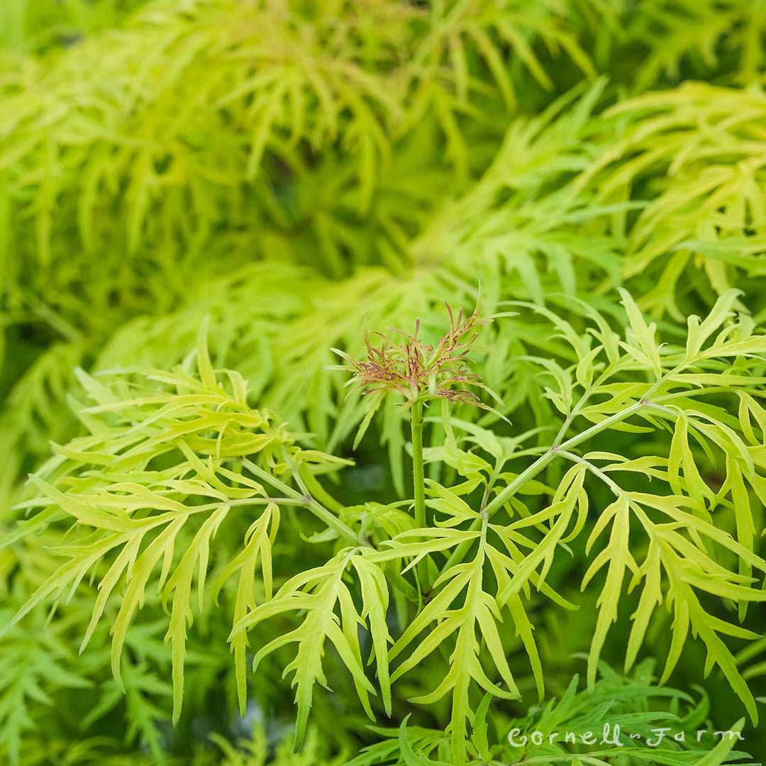 檸檬 Sambucus racemosa Lemony Lace 5gal – Cornell Farm