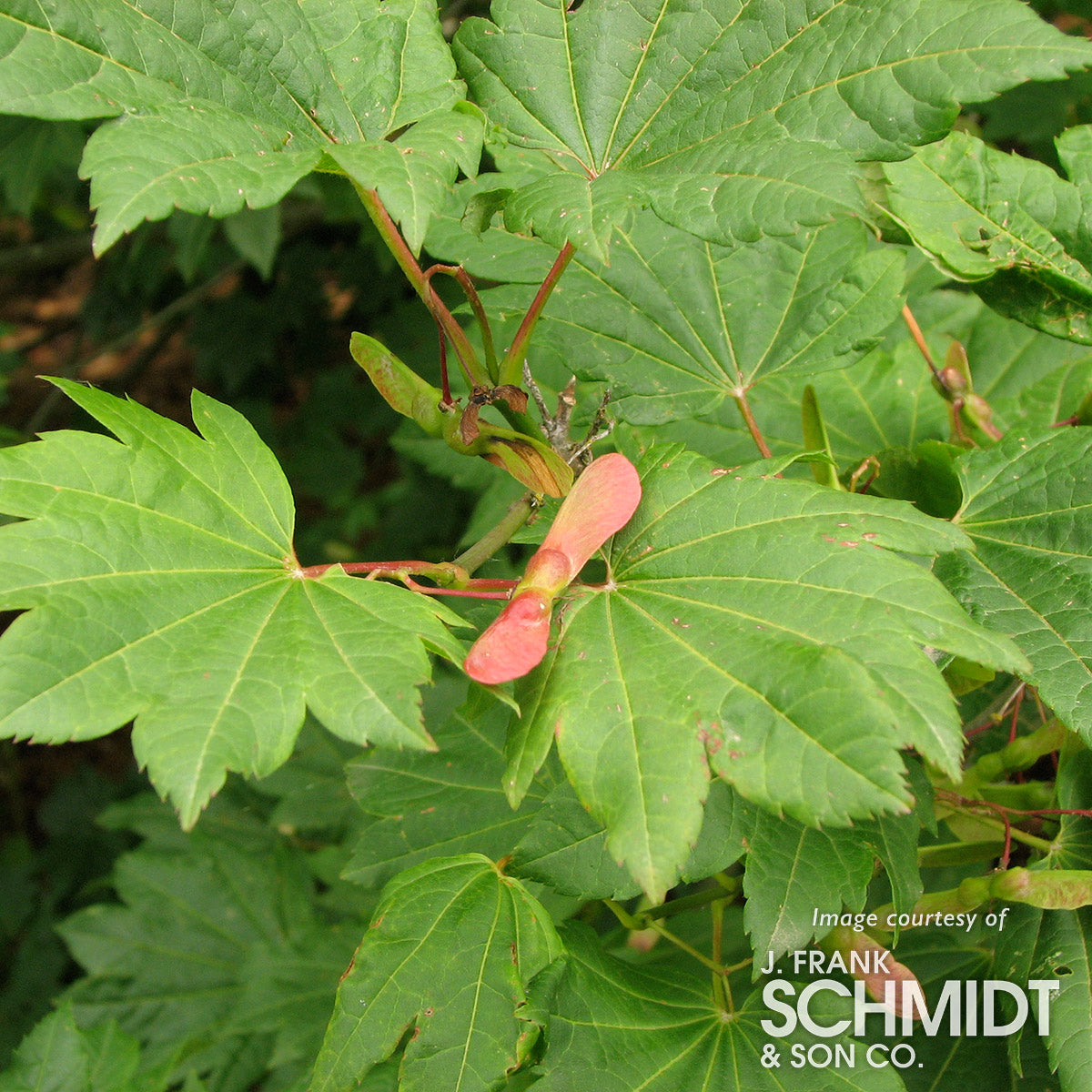 Acer circinatum Vine Maple 6-8ft
