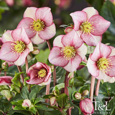 Helleborus Ice N' Roses Carlotta 1gal