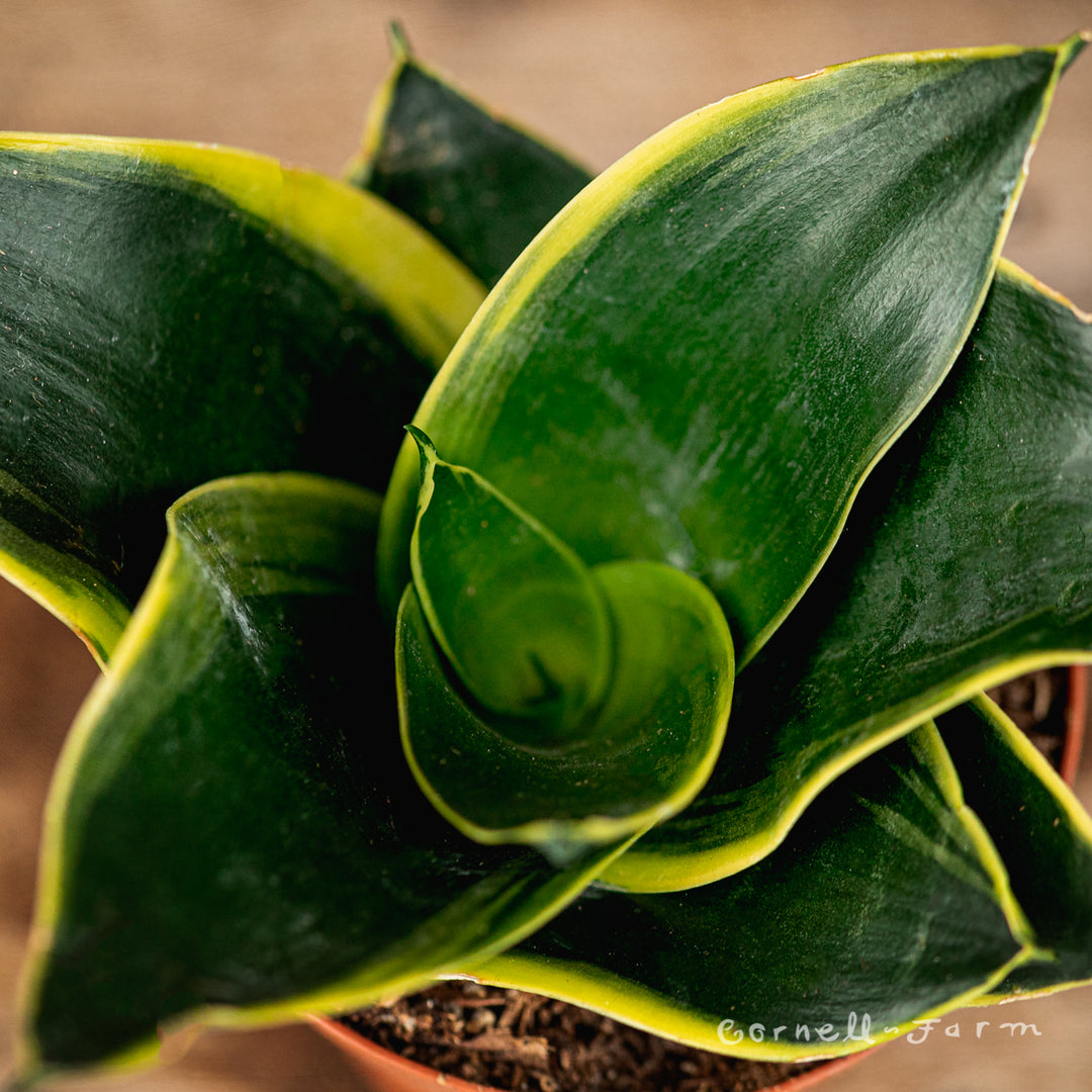 bird's nest snake plant varieties Sansevieria hahnii 4in Birds Nest Assorted snake plant – Cornell Farm