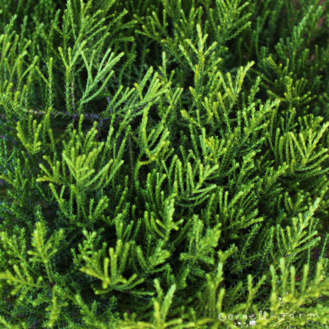 Hebe Karo Golden Esk 1gal – Cornell Farm