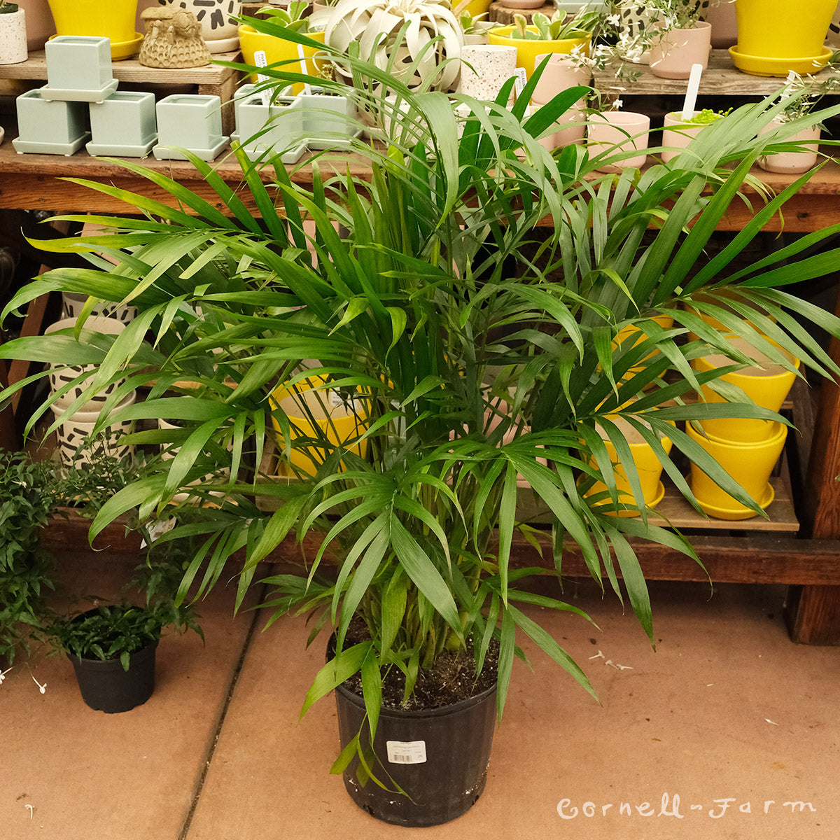 Chamaedorea cataractarum 10in Cat Palm