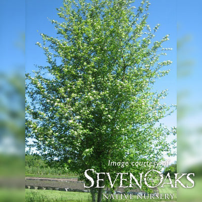 Crataegus douglasii 1gal Black Hawthorn