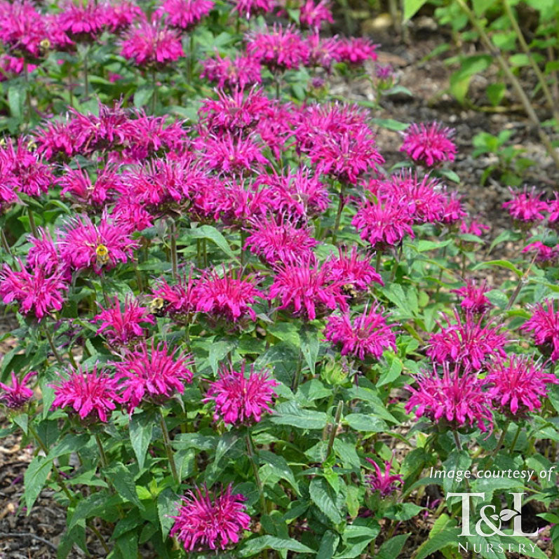 Monarda Balmy Rose 1gal Bee Balm – Cornell Farm