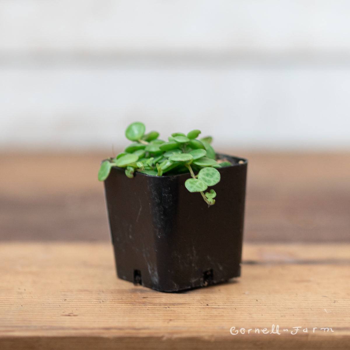 String of Turtles (Peperomia Prostrata) 2in