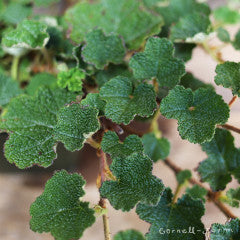 Rubus calycinoides Emerald Carpet 4in