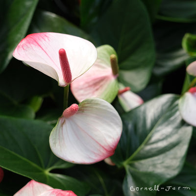 Anthurium andraeanum 6in Princess Amalia White Flower Red Tip