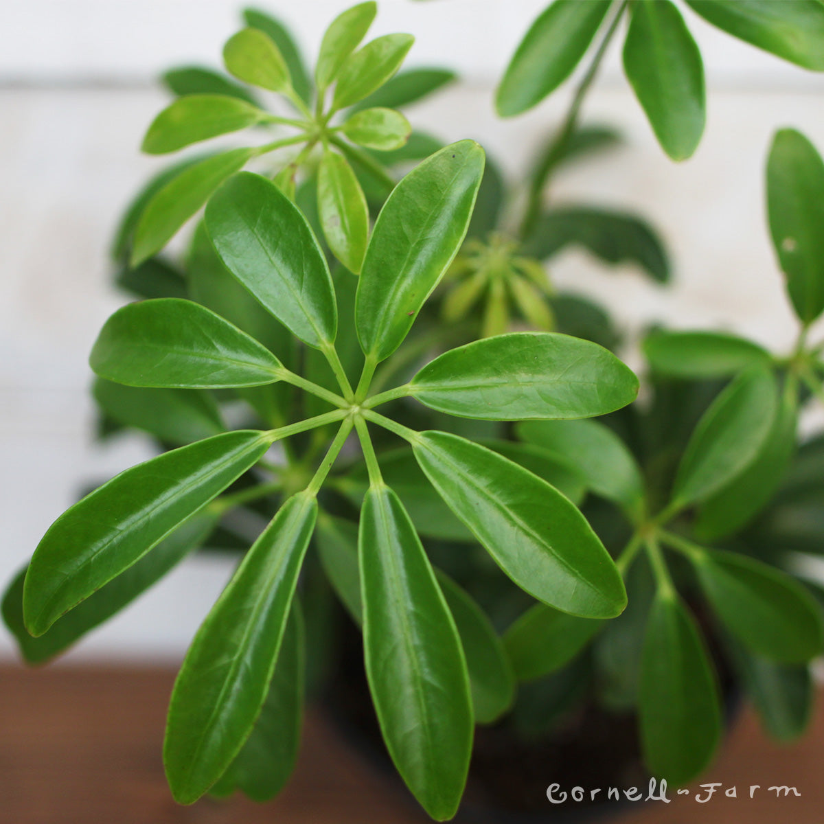 Schefflera arboricola  4in Umbrella Tree