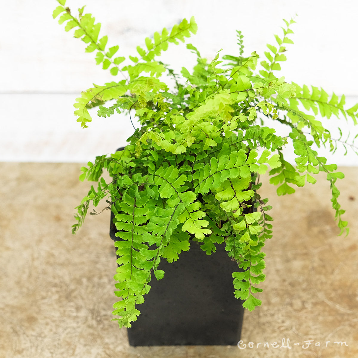 Adiantum pedatum Imbricatum SHGP – Cornell Farm