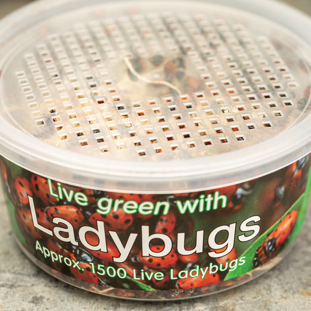 Ladybug Cup
