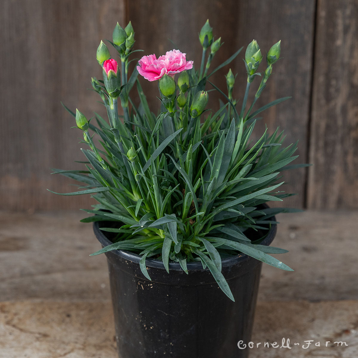 Dianthus I Love U 4.25in CF