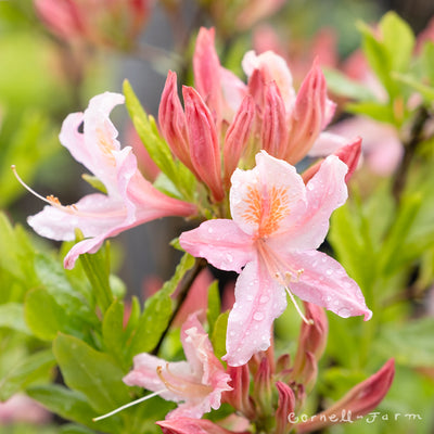 Rhododendron occidentale 10gal. Western/California Azalea