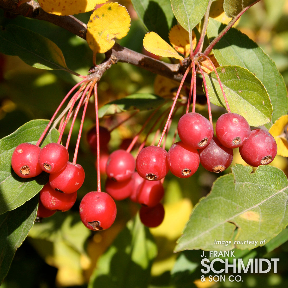 Malus s. Sargent 15gal. Crabapple