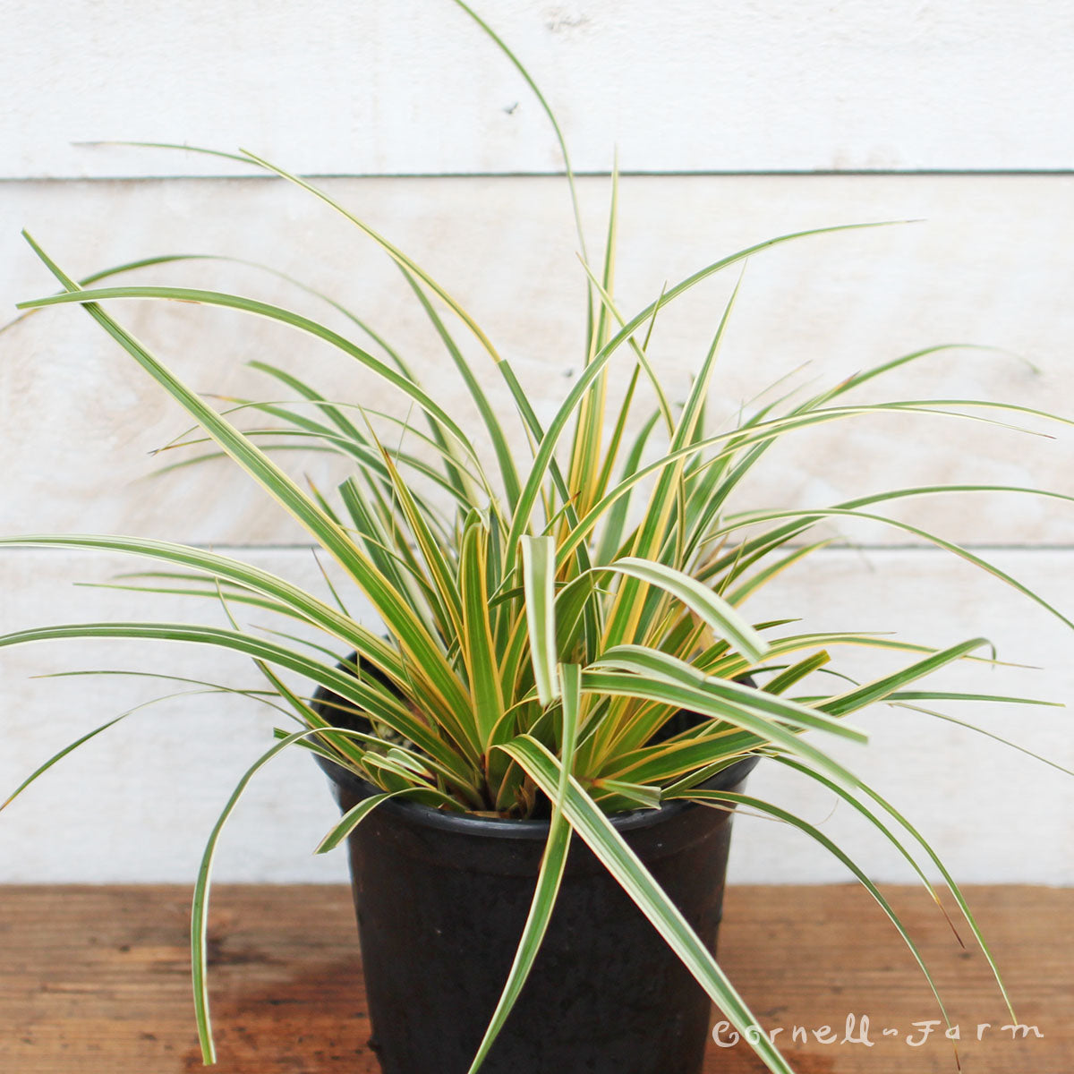 Carex EverColor Everglow Qrt.