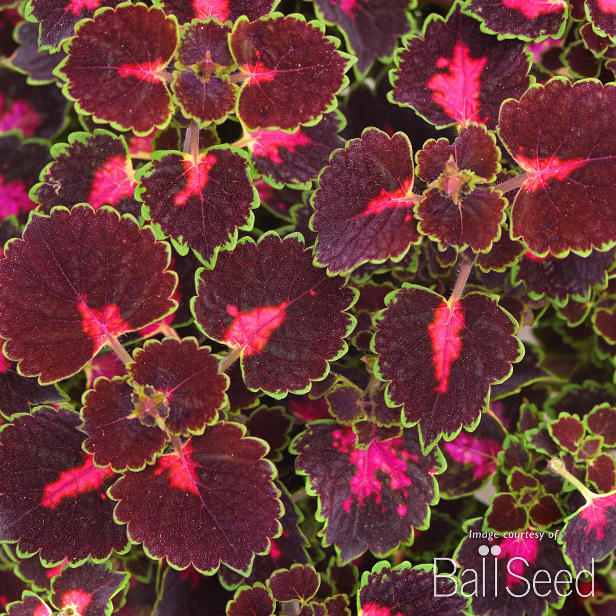 Coleus TrailBlazer Road Trip 4.25in CF