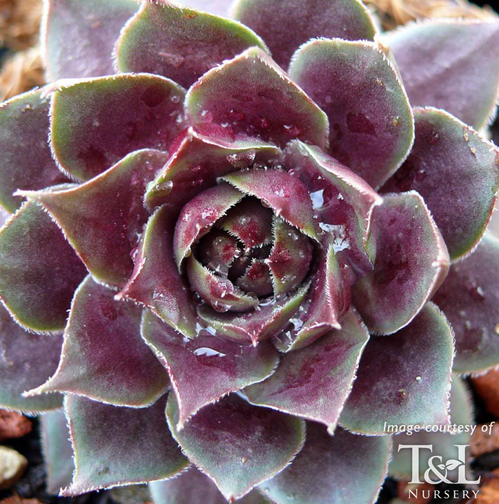 Sempervivum Sanford 4in