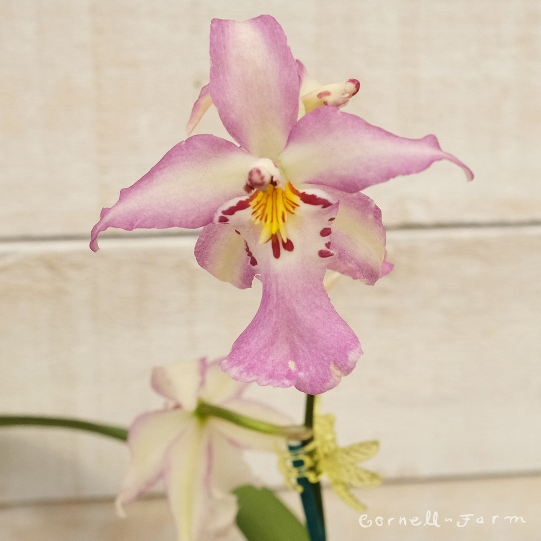 a77f98dd870531ddec8f84457eb2ce