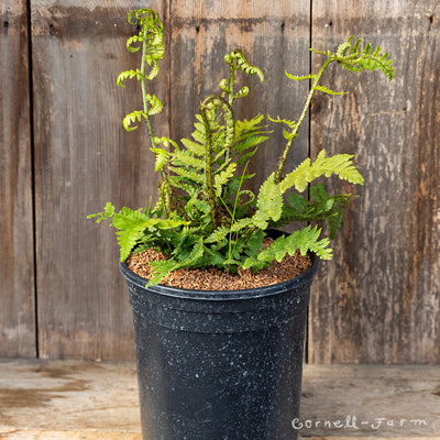 Dryopteris pulch. Beautiful Wood Fern 1gal