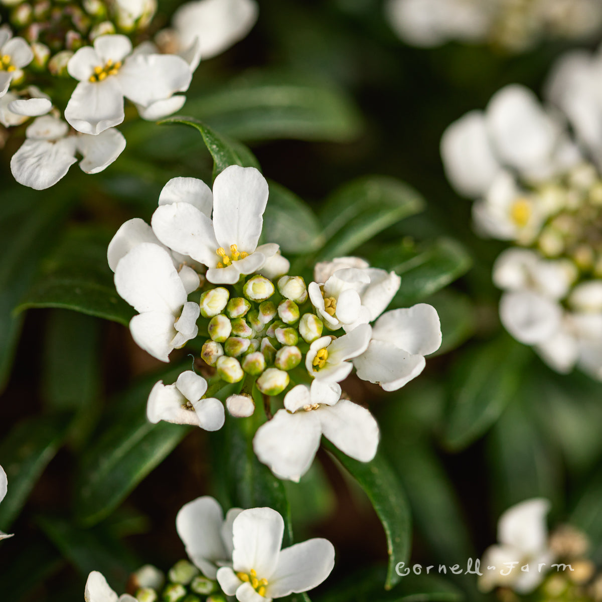 Iberis s. Snow Cone Qrt Candytuft